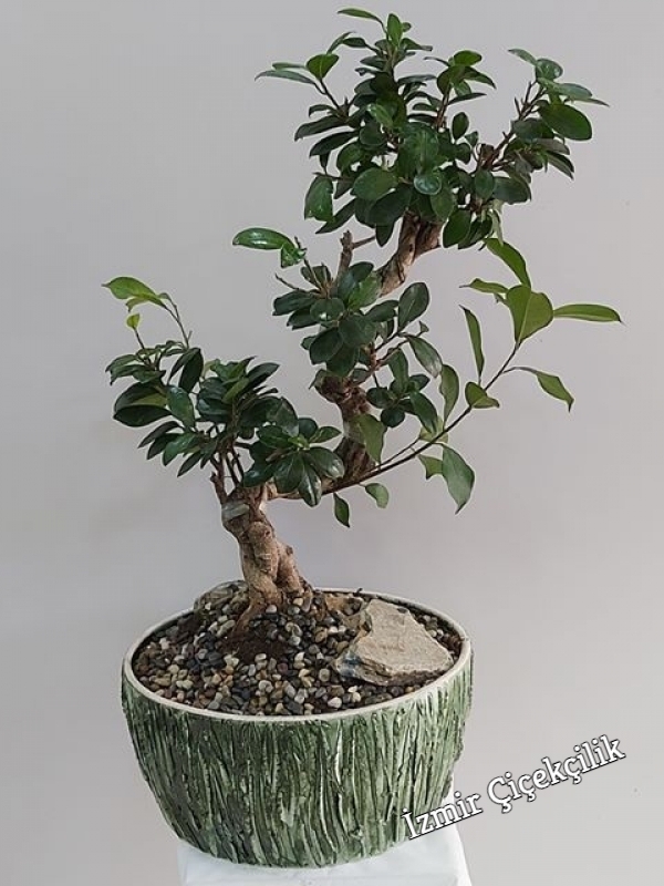 Bonsai Ficus 70 cm