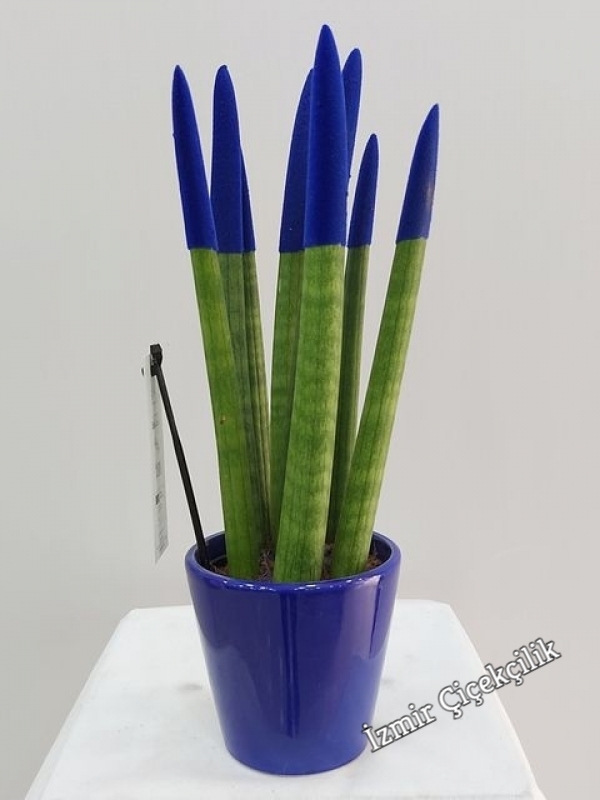 Mavi Sansevieria